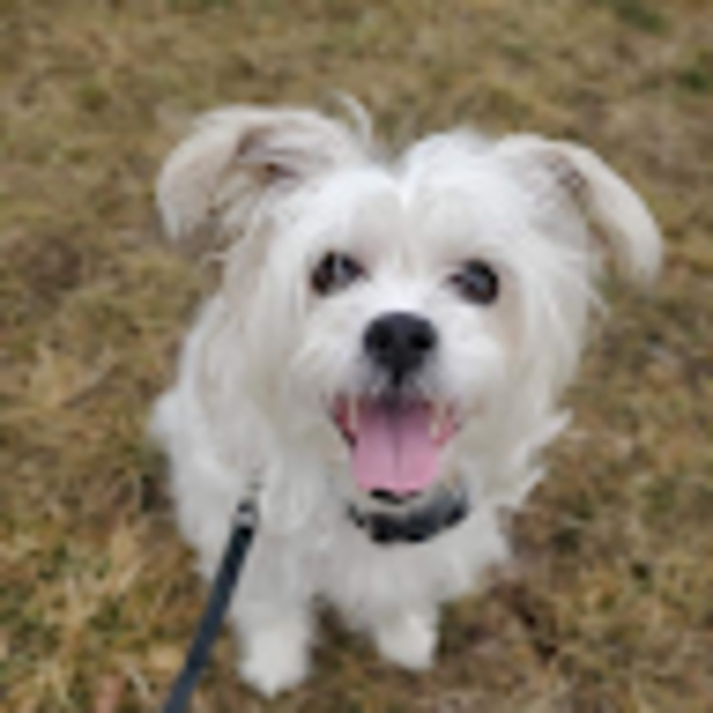 Meet your Posher, Dori